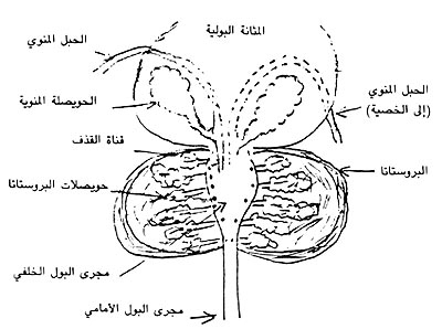 http://www.dermatologyinfo.net/arabic/images/photo2b.jpg